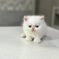 واگذاری گربه پرشین هیمالین