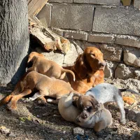 واگذاری توله شکاری