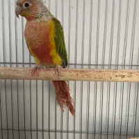 گیرینچیک آناناسی نر|پرنده|دماوند, گیلاوند|دیوار