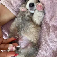 واگذاری سکه