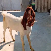 حیوانات به فروش میرسددونه ای ۱۵میلیون