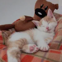 بچه گربه ملوس. واکسن خورده|گربه|پاکدشت, پاکدشت (مامازند)|دیوار