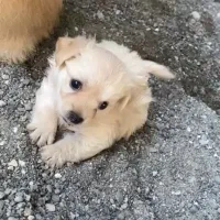 سگ پاکوتاه با توله|سگ|میناب, |دیوار