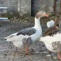 غاز و اردک موسکویی