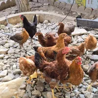 چهارده تا مرغ دوتا خروس رسمی یکجا