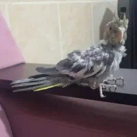 سرگرمی و فراقت|پرنده|آشخانه, |دیوار