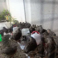بلدرچین تخم گذار و گوستی