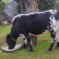 گاو حامله|حیوانات مزرعه|تولم شهر, |دیوار