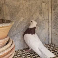 کفتر طوقی وپرشی