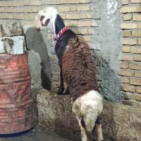 قوچ میش برقوچ