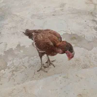 با سلام مرغ لاری شش دانگ|حیوانات مزرعه|سرپل ذهاب, |دیوار