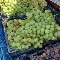 انگور لعل وشاهی شاهرود