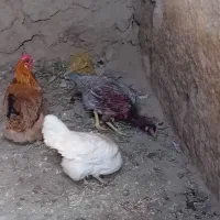 مرغ لاری|حیوانات مزرعه|عجب شیر, |دیوار