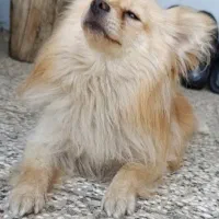 سگ پامر روباهی|سگ|مینودشت, |دیوار