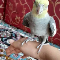 عروس هلندی سخنگو جفت|پرنده|تهران, بهمن یار|دیوار