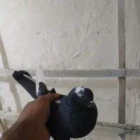 کفتر|پرنده|نهاوند, |دیوار