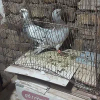 ۱۰۰۰۰|پرنده|نصر آباد, |دیوار