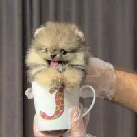 توله سگ پامر . پامرانین فنجونی ۲ ماه|سگ|تهران, شهرک غرب|دیوار