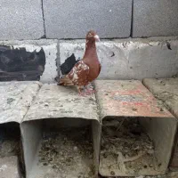 گوشی کبوتر کارل