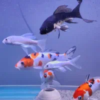 گله کوی باله بلند و نژاد دار|ماهی|تهران, جی|دیوار