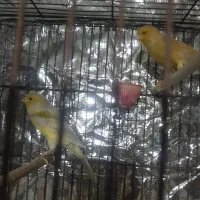 قناری مهدیشهر|پرنده|مهدی شهر, |دیوار