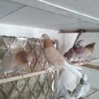 کفتر پرشی درجه یک خوش رنگ|پرنده|قم, باغ اشرافی|دیوار