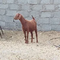 کره ماده
