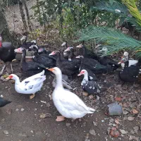 فروش اردک محلی و اسرائیلی و قاز و بوغلمون|حیوانات مزرعه|پرهسر, |دیوار