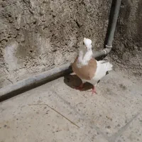 دونه آیی ۶۰۰|پرنده|باغ ملک, |دیوار