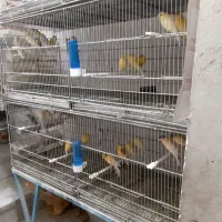 قناری پرستار ۳۵جفت