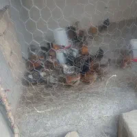 حیوان خونگی|حیوانات مزرعه|سوق, |دیوار