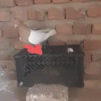 کبوتر
