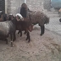 ی عدد قوچ مهربانی درجه یک|حیوانات مزرعه|نورآباد, |دیوار