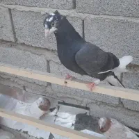 جوجه کفتر پرشی بوم ندیده