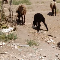 میش بره نژاد دوقلو
