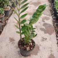 انواع گل ها آپارتمانی بیرونی|گل و گیاه طبیعی|نیشابور, ناسیونال|دیوار