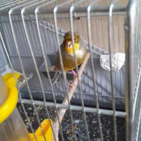 فروش قناری نر ابلق