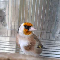 دورگ جهرمی اصل دهن تنگ|پرنده|شیراز, کوزه گری|دیوار