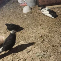 کبوتر رایگان|حیوانات|ارومیه, |دیوار