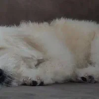 سگ نر یک و نیم ساله|سگ|ایزدشهر, |دیوار