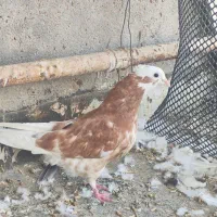 کبوتر|پرنده|اهواز, فدک|دیوار