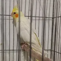 عروس هلندی|پرنده|سبزوار, هویزه|دیوار