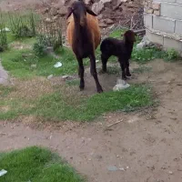 گوسفند شیشک بره دار قزل افشار|حیوانات مزرعه|سیمین شهر, |دیوار