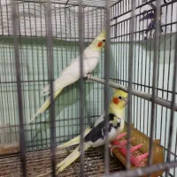 جفت عروس هلندی|پرنده|آمل, |دیوار