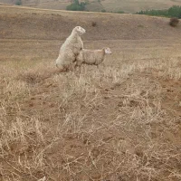 قوچ دامازدیخ