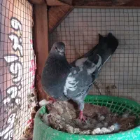 کفتر ماده ساعت بالا پرشی|پرنده|فولادشهر, A4|دیوار