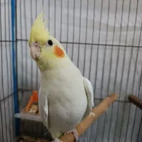 عروس هلندی لوتینو درجه ۱