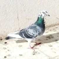 مجسمه ابلغ|مجسمه، تندیس، ماکت|زابل, |دیوار