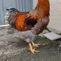 خروس ویاندوت بلورد (خروس زینتی)|حیوانات مزرعه|گتاب, |دیوار