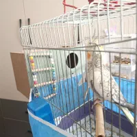 عروس جفت مست تخفیف تا آخر هفته